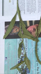 Mertensia lanceolata