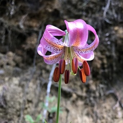 Lilium kelloggii