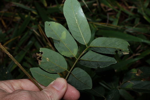 Image of Brachypterum involutum by (c) Greg Tasney, some rights reserved (CC BY-SA)