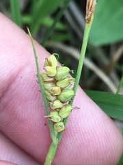 Carex meadii