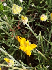 Calobota