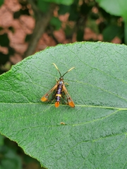 Synanthedon richardsi