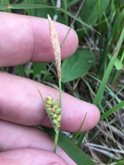 Carex meadii