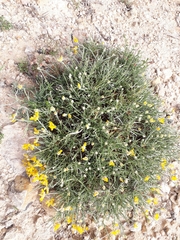 Calobota