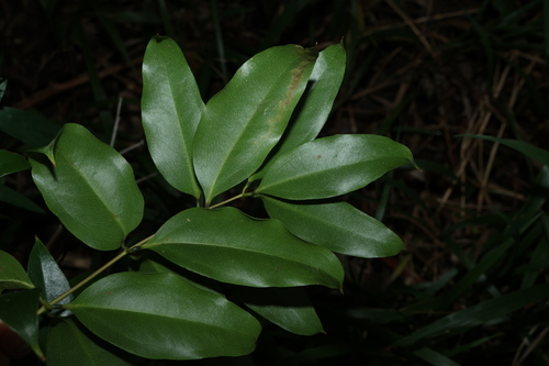 Image of Ripogonum brevifolium by (c) Greg Tasney, some rights reserved (CC BY-SA)