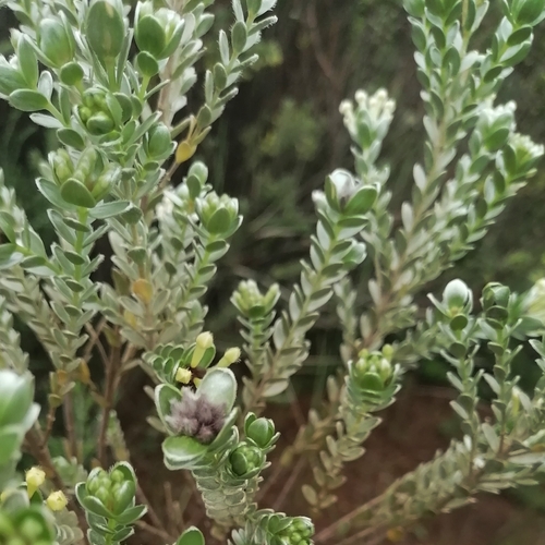 Image of Gnidia chrysophylla by (c) Martjie Fia Fourie, some rights reserved (CC BY)