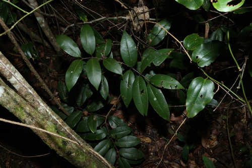Image of Mischocarpus pyriformis by (c) Greg Tasney, some rights reserved (CC BY-SA)