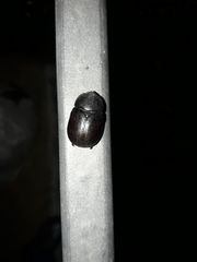 Pentodon bidens punctatus