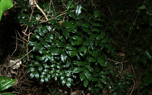 Image of Austrocallerya megasperma by (c) Greg Tasney, some rights reserved (CC BY-SA)