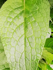 Symphytum caucasicum