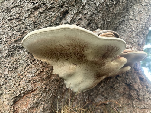 Ganoderma applanatum