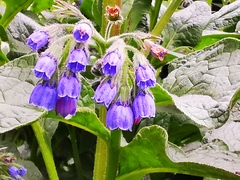 Symphytum caucasicum