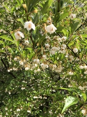 Styrax