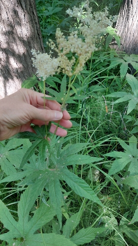Image of Filipendula palmata by no rights reserved