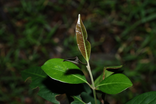 Image of Rhodomyrtus psidioides by (c) Greg Tasney, some rights reserved (CC BY-SA)