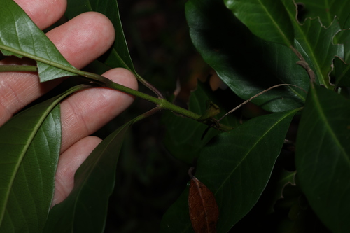 Image of Rhodomyrtus psidioides by (c) Greg Tasney, some rights reserved (CC BY-SA)