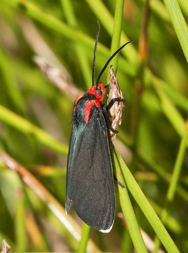 White-tipped Ctenucha