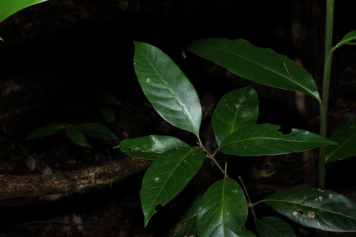 Image of Rhodomyrtus psidioides by (c) Greg Tasney, some rights reserved (CC BY-SA)