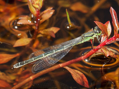Ischnura erratica