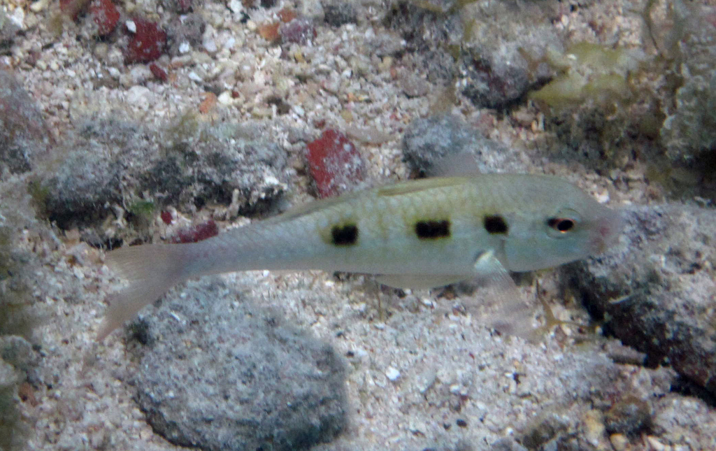 Spotted Goatfish from dry tortugas on July 13, 2013 by Kent Miller ...