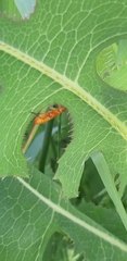 Rhagonycha fulva
