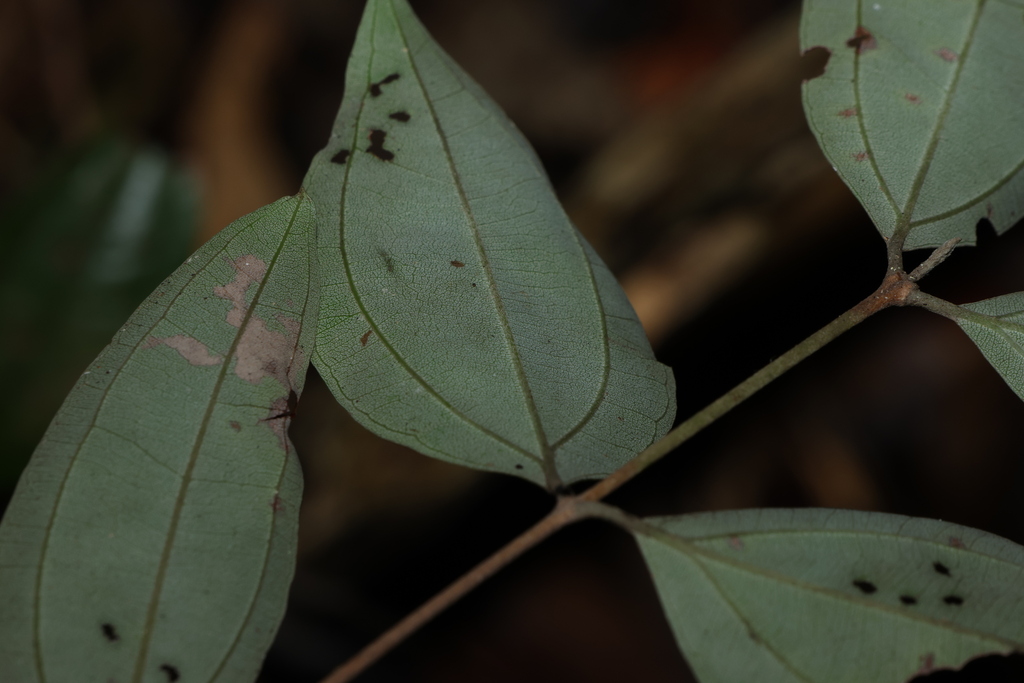 silver malletwood