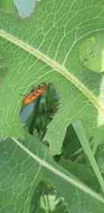 Rhagonycha fulva