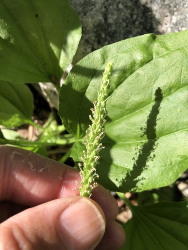 Plantago major