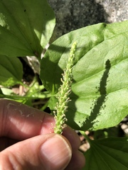 セイヨウオオバコ (Plantago major)：原産地と利用法 — 写真 3