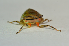 Itzalana submaculata