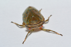 Itzalana submaculata