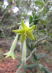 Lithospermum macromeria
