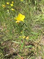 Oenothera serrulata