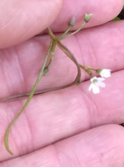 Claytonia parviflora viridis