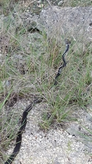 Masticophis taeniatus girardi