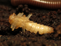 Dendroides canadensis