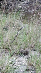 Masticophis taeniatus girardi