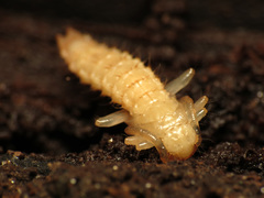Dendroides canadensis