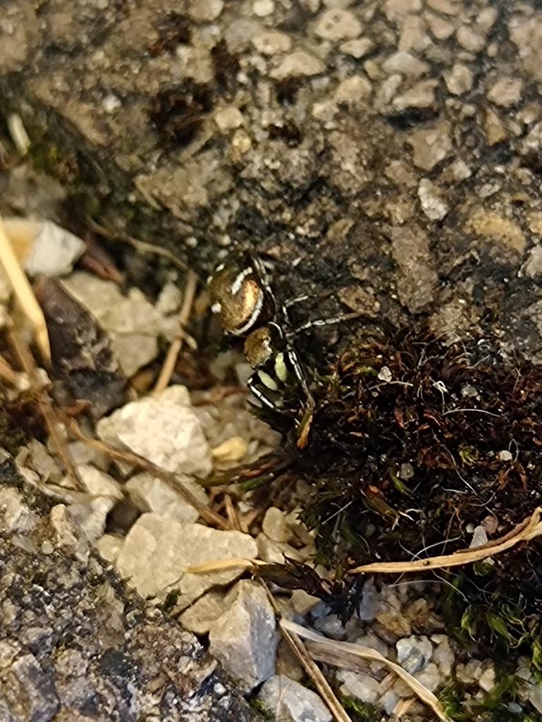 Heliophanus mediocinctus