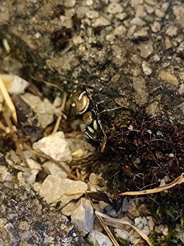 Heliophanus mediocinctus