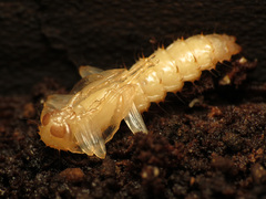 Dendroides canadensis