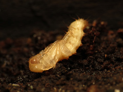 Dendroides canadensis