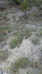 Masticophis taeniatus girardi