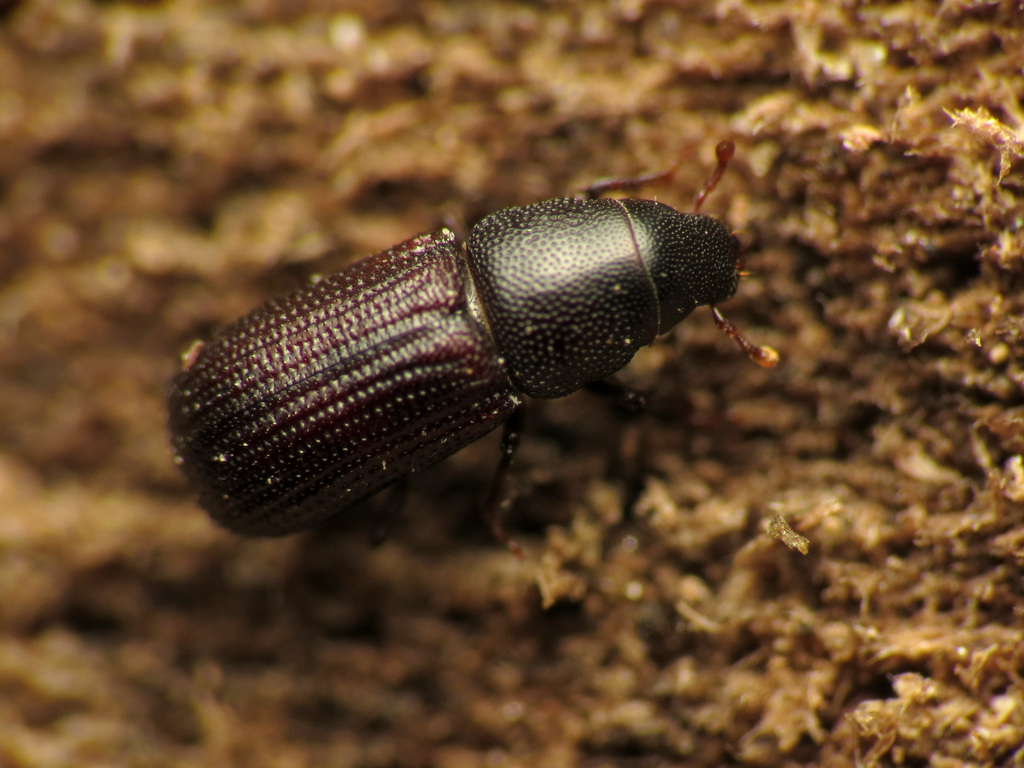 Stenoscelis brevis