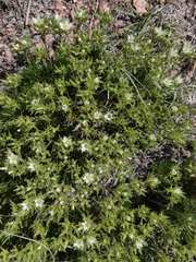 Cherleria