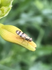 Chaetopsis fulvifrons