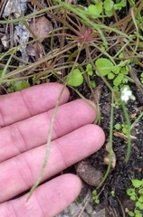 Claytonia parviflora viridis