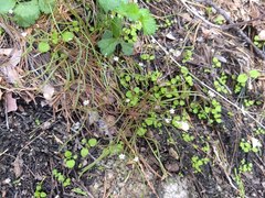 Claytonia parviflora viridis