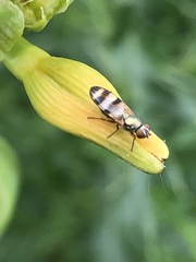Chaetopsis fulvifrons