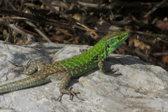 Podarcis siculus